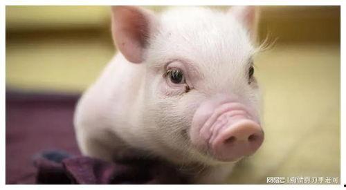 越看越喜欢小猪仔吃瓜,越看越萌翻！