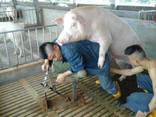 吃瓜和猪做爱,猪做爱奇观揭秘