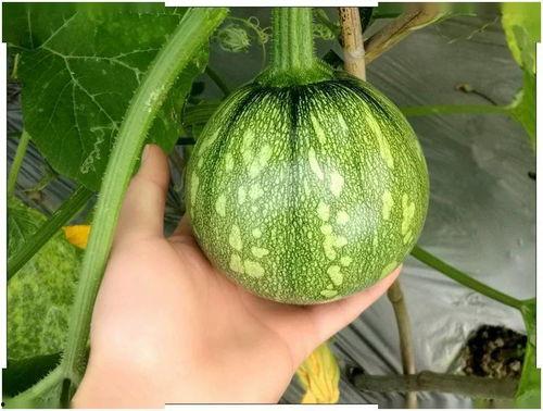 小囡囡吃瓜,小囡囡的瓜田奇遇记