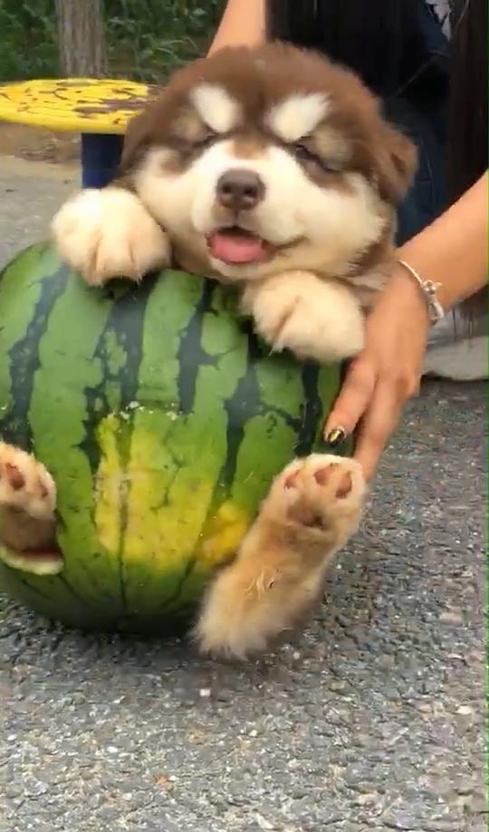 李狗吃瓜,揭秘娱乐圈背后的秘密与真相