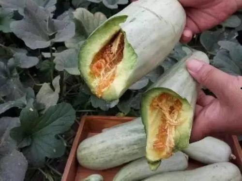 甜软瓜怎么吃,从清新沙拉到甜蜜甜品