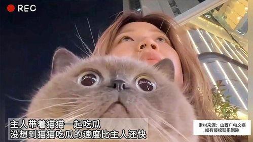 吃瓜抱着猫,猫儿相伴的温馨日常
