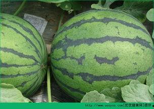 吃蓝瓜丰胸吗,揭秘天然丰胸食品的神奇功效